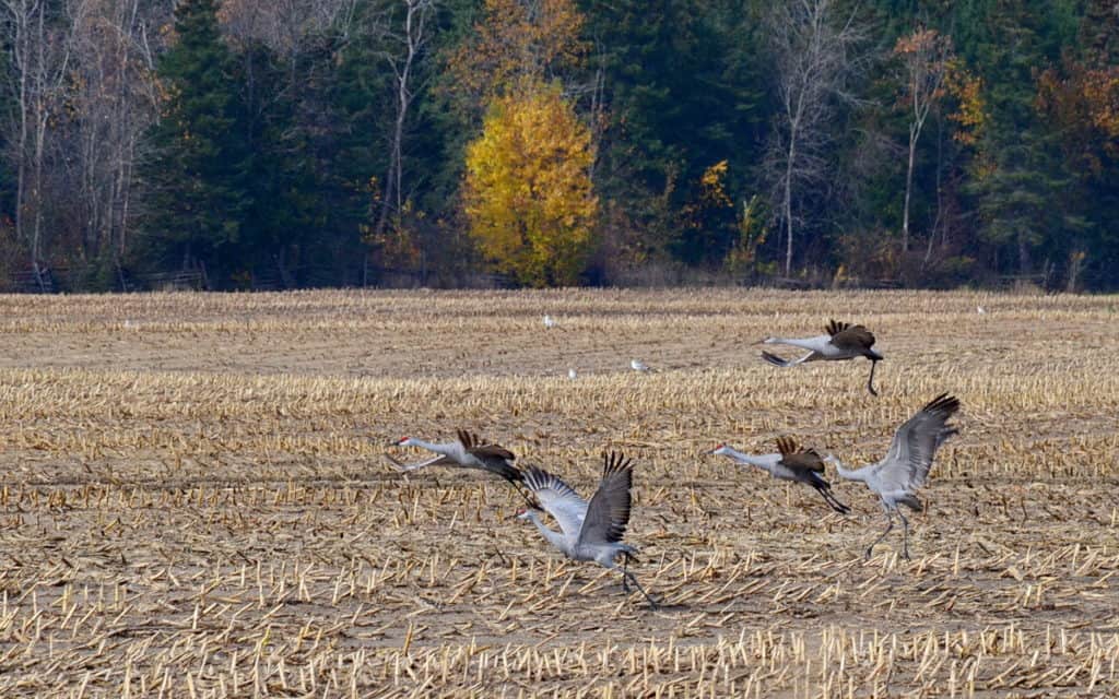 sandhill cranes in a farm field in kawartha lakes in ontario, canada
