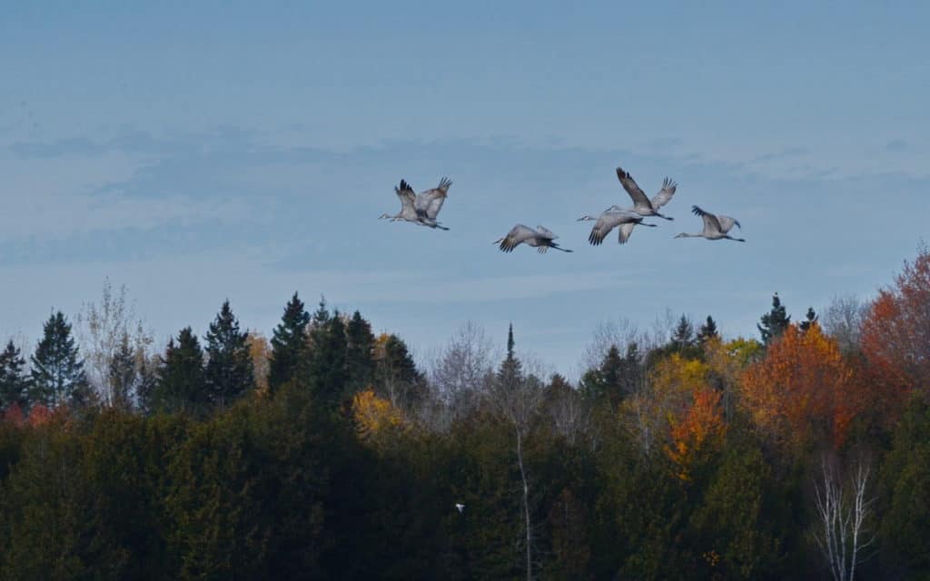 sandhill cranes in flight over kawartha lakes in ontario, canada