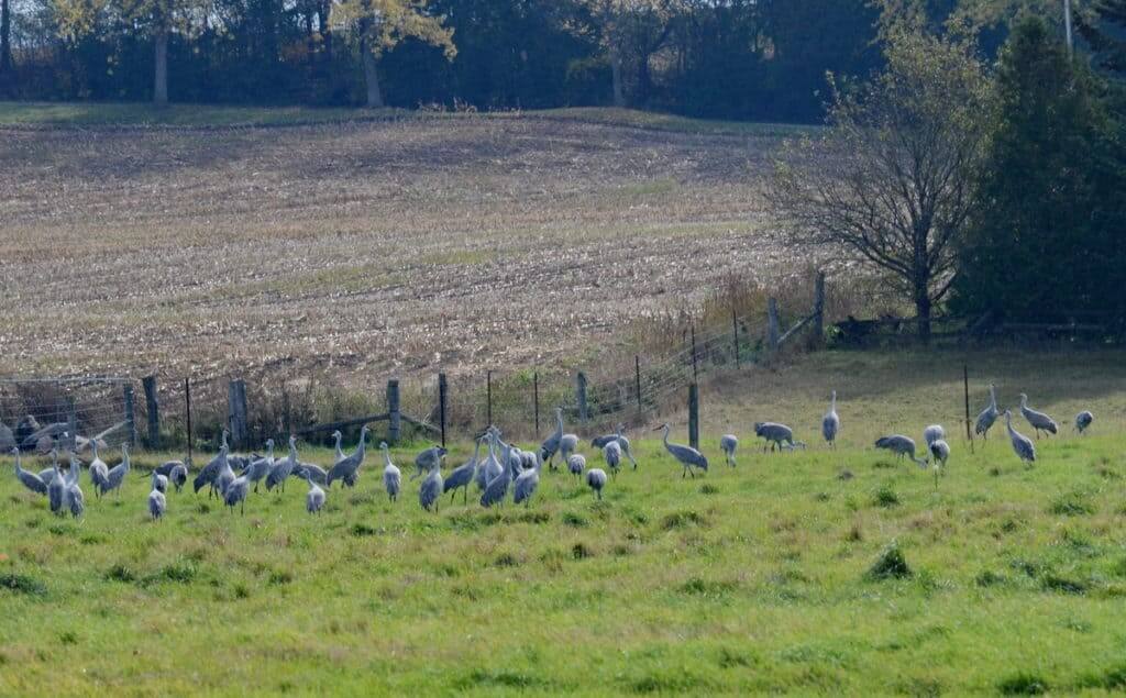 sandhill cranes in kawartha lakes in ontario, canada
