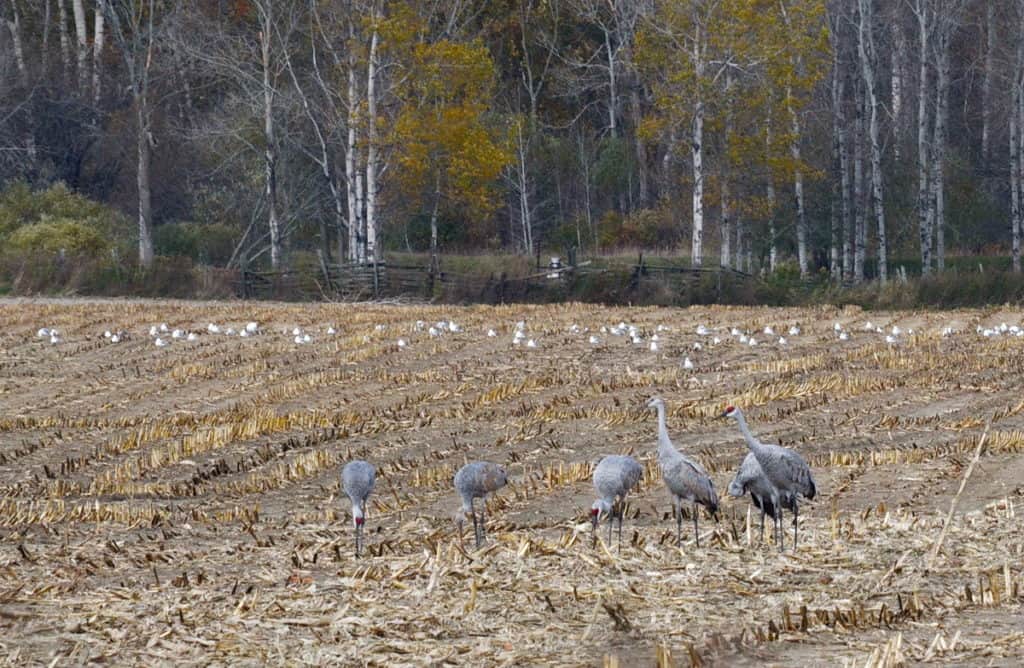 sandhill cranes in kawartha lakes in ontario, canada