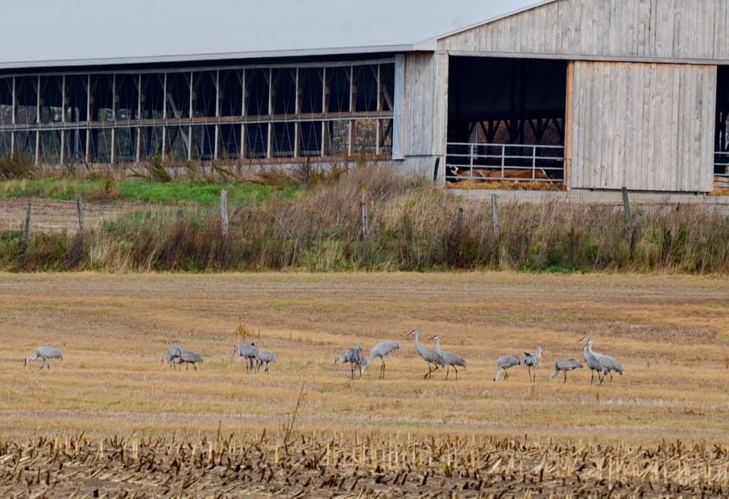 sandhill cranes in a farm field in kawartha lakes in ontario, canada