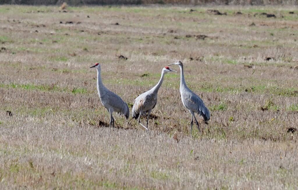 sandhill cranes in kawartha lakes in ontario, canada