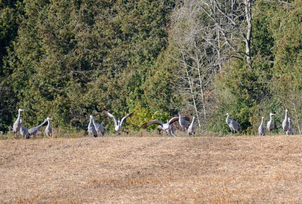 sandhill cranes in a field in kawartha lakes district of ontario, canada