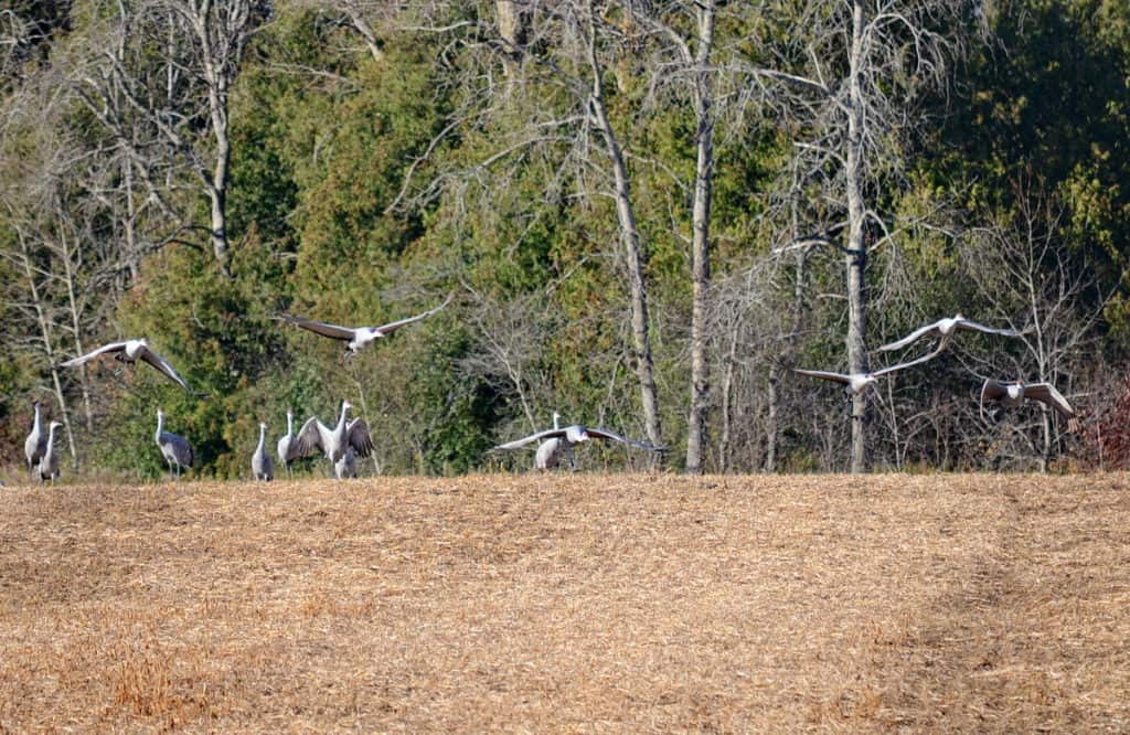sandhill cranes in a farm field in kawartha lakes in ontario, canada