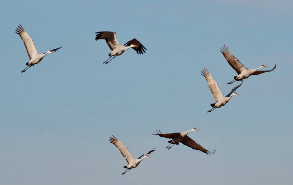sandhill cranes in flight over kawartha lakes in ontario, canada