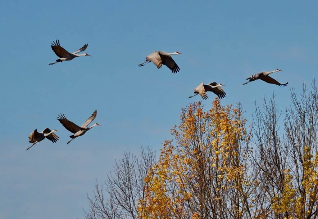 sandhill cranes in flight over kawartha lakes in ontario, canada