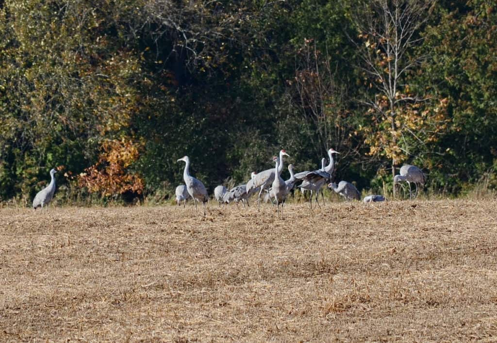 sandhill cranes in a farm field in kawartha lakes in ontario, canada