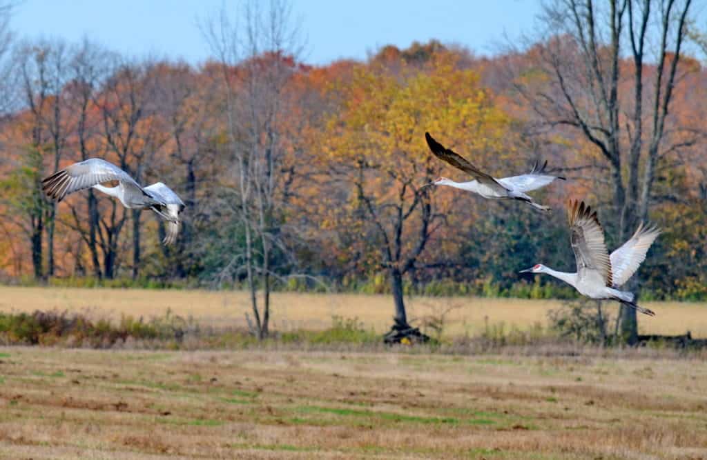 sandhill cranes in flight over kawartha lakes district in ontario, canada