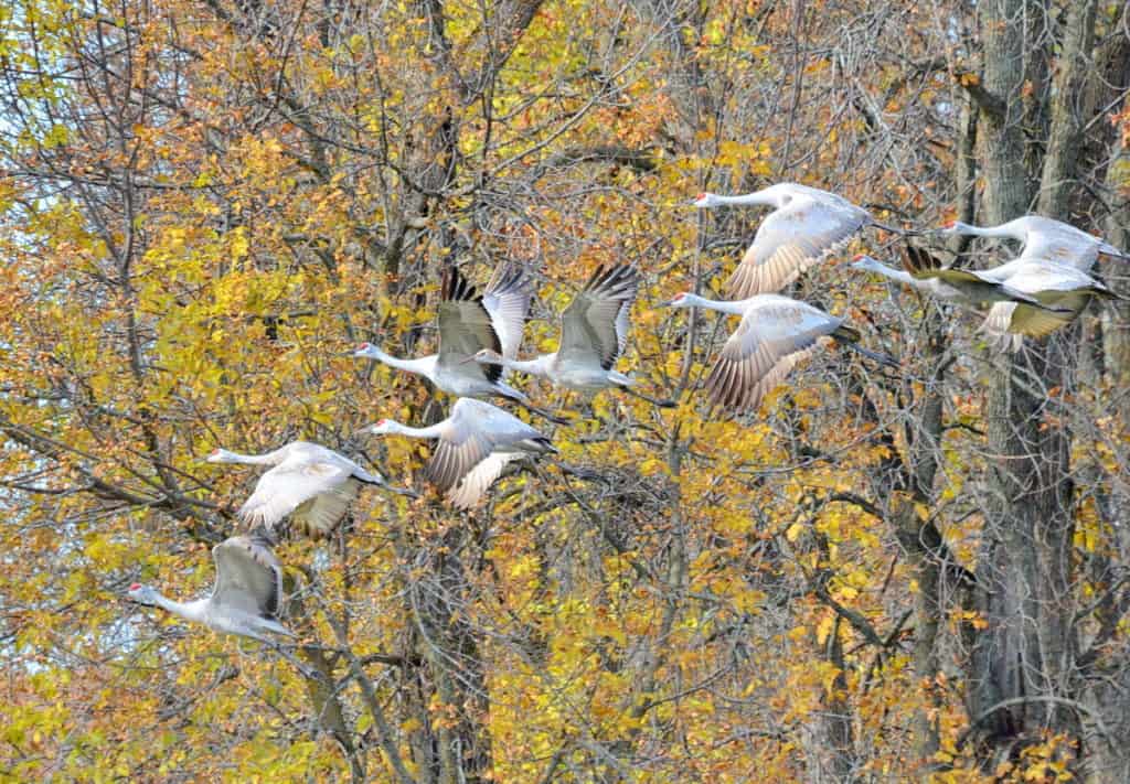 sandhill cranes in flight over kawartha lakes in ontario, canada