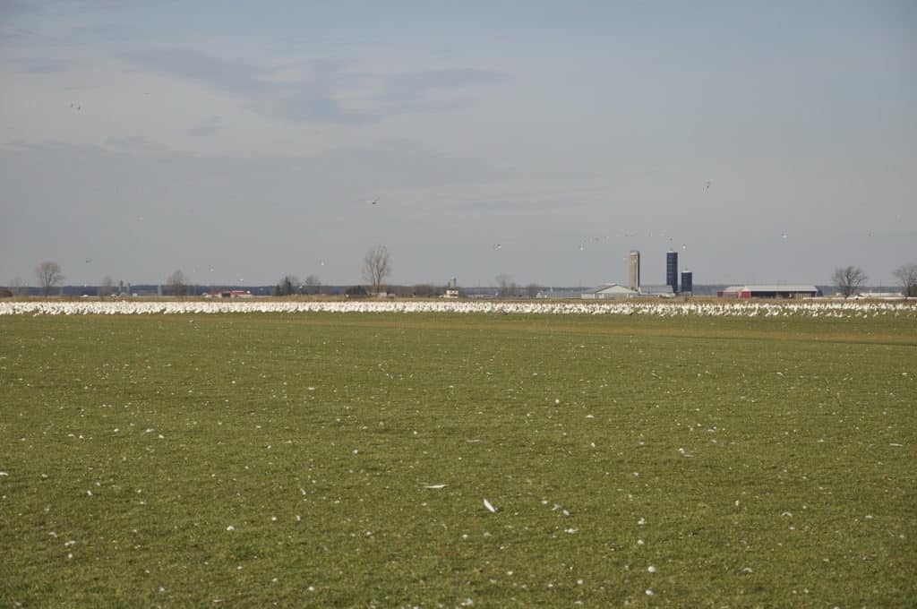 a flock of greater snow geese in ontario, canada