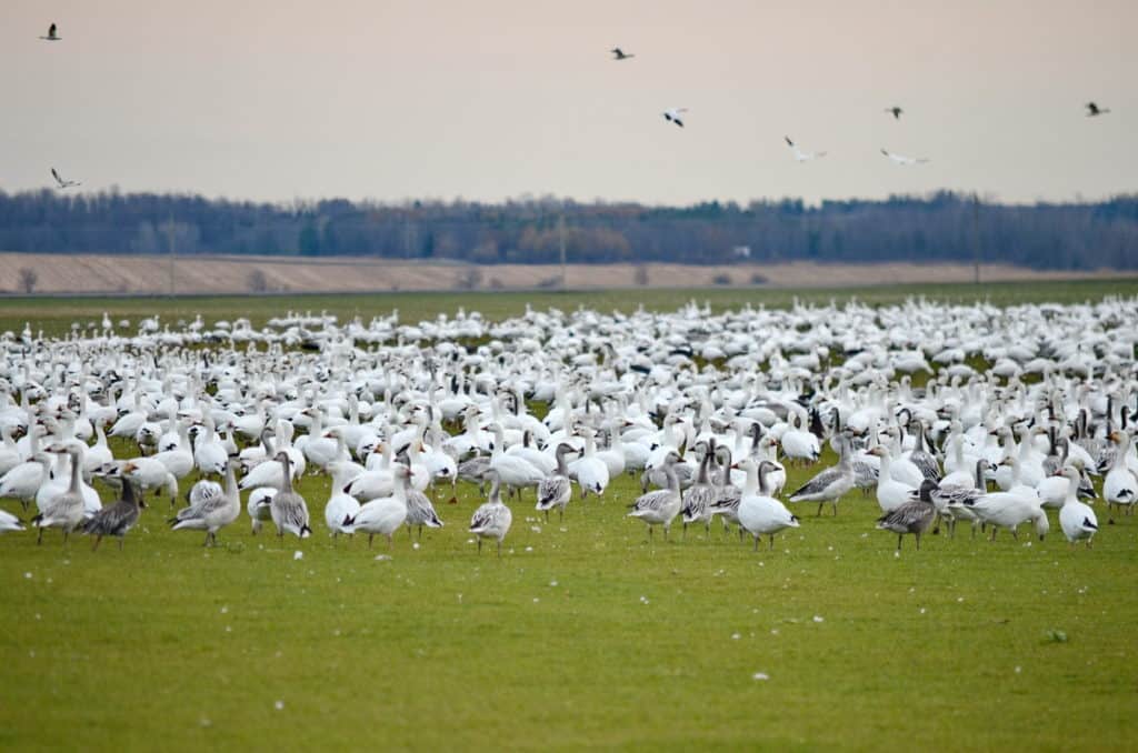 a flock of snow geese in field in ontario, canada