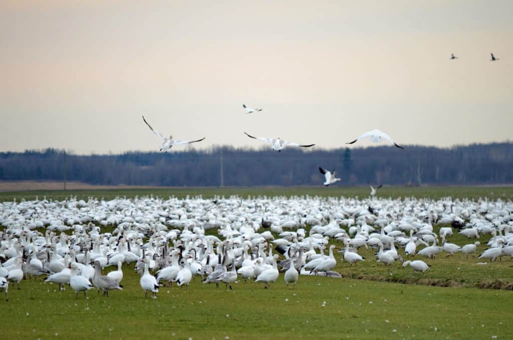 a flock of greater snow geese on the ground in ontario, canada