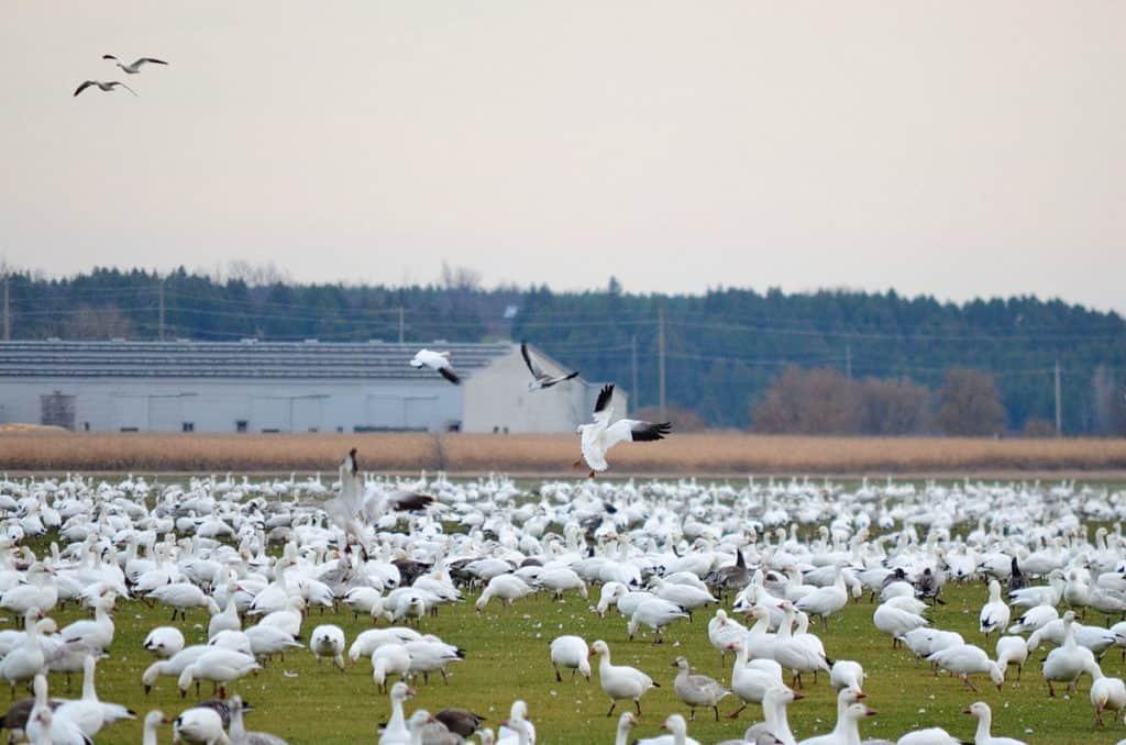 greater snow geese foraging in ontario, canada