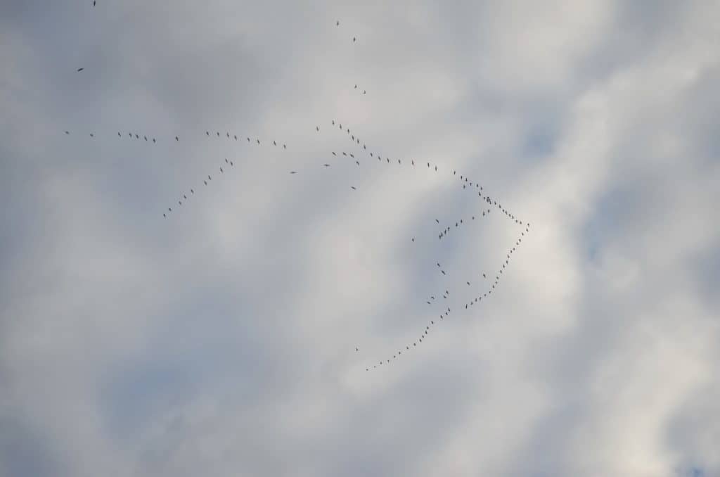 a loose formation of greater snow geese in ontario, canada