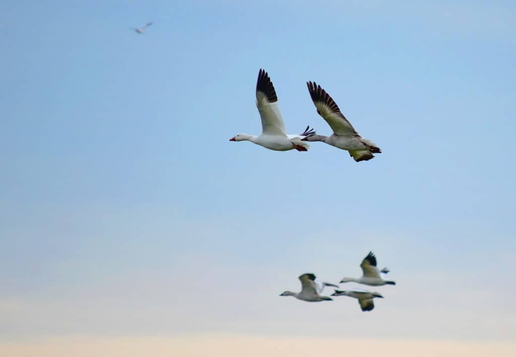 snow geese flying in ontario, canada