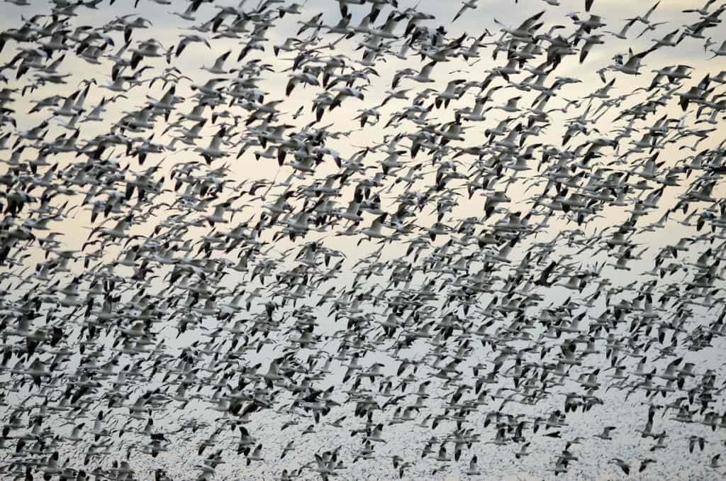 a flock of greater snow geese in ontario, canada