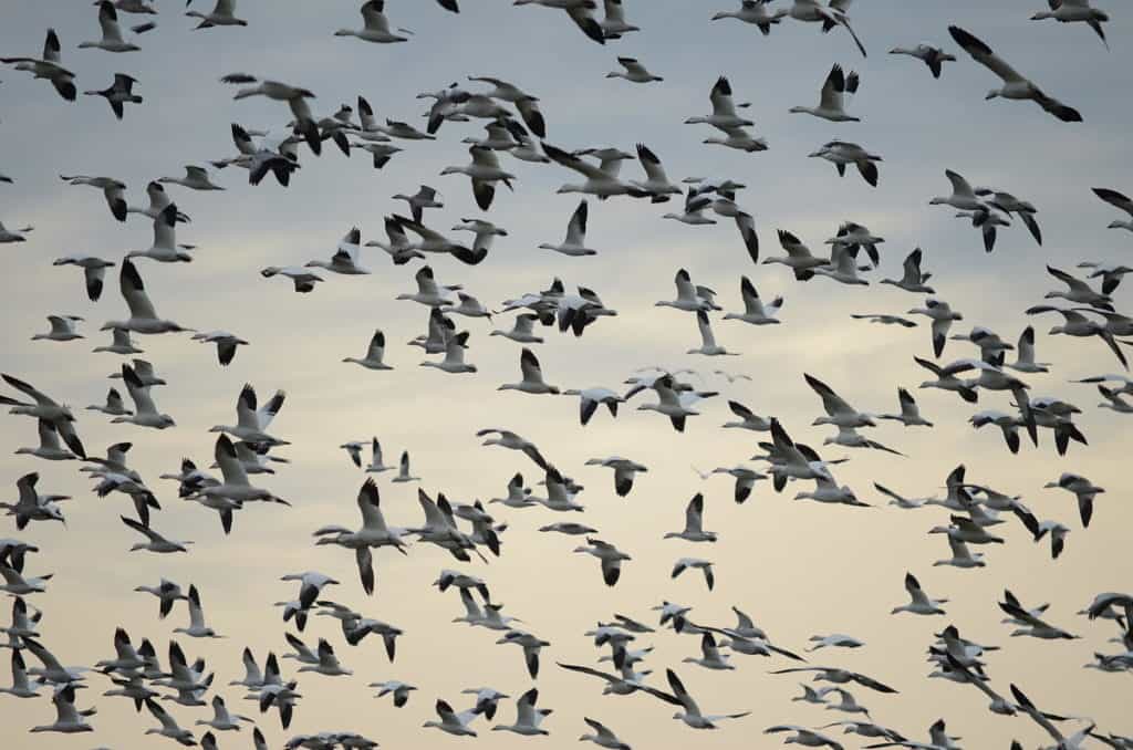 a flock of greater snow geese in ontario, canada