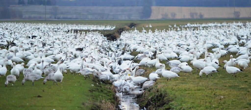 greater snow geese in a trench in ontario, canada