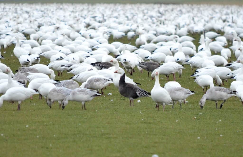 a blue morph snow goose or blue goose in ontario, canada