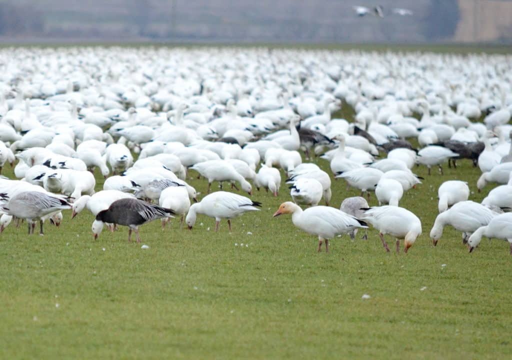 greater snow geese foraging in ontario, canada