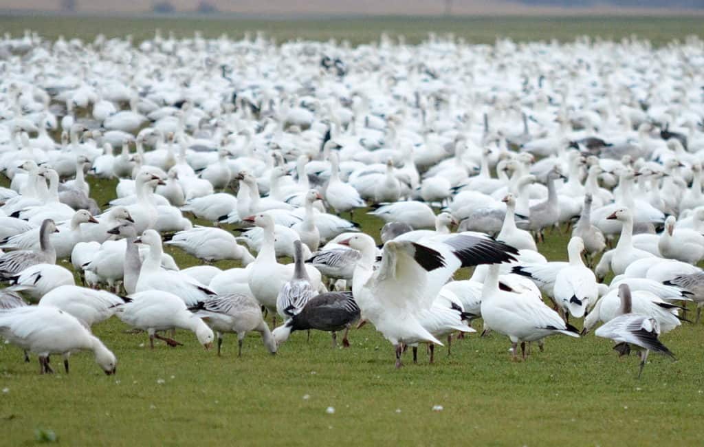 greater snow geese grazing in ontario, canada