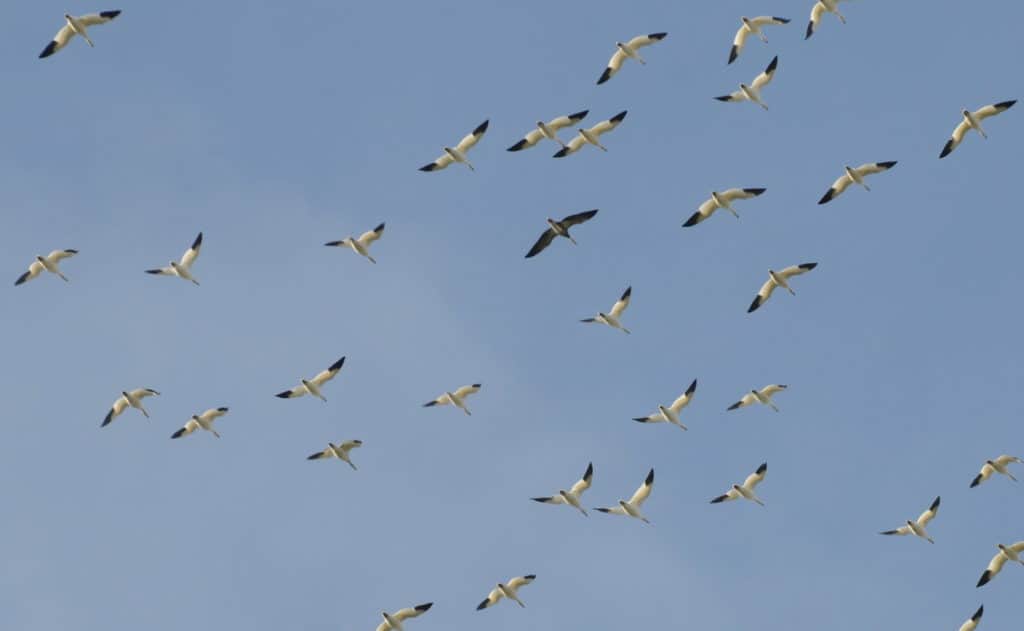 a flock of snow geese flying in ontario, canada