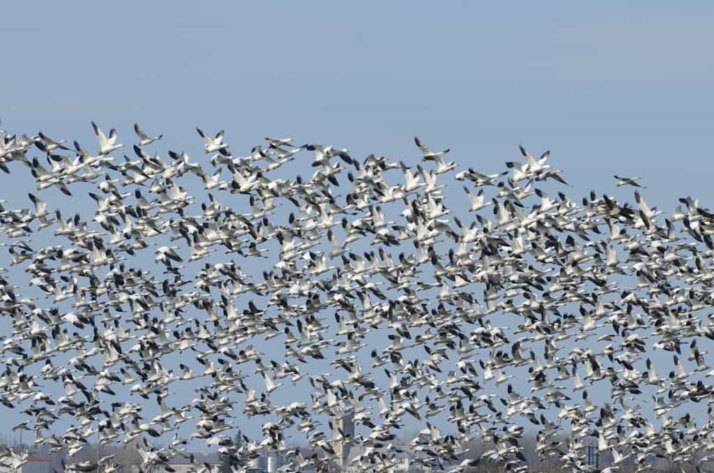 a flock of airborne greater snow geese in ontario, canada