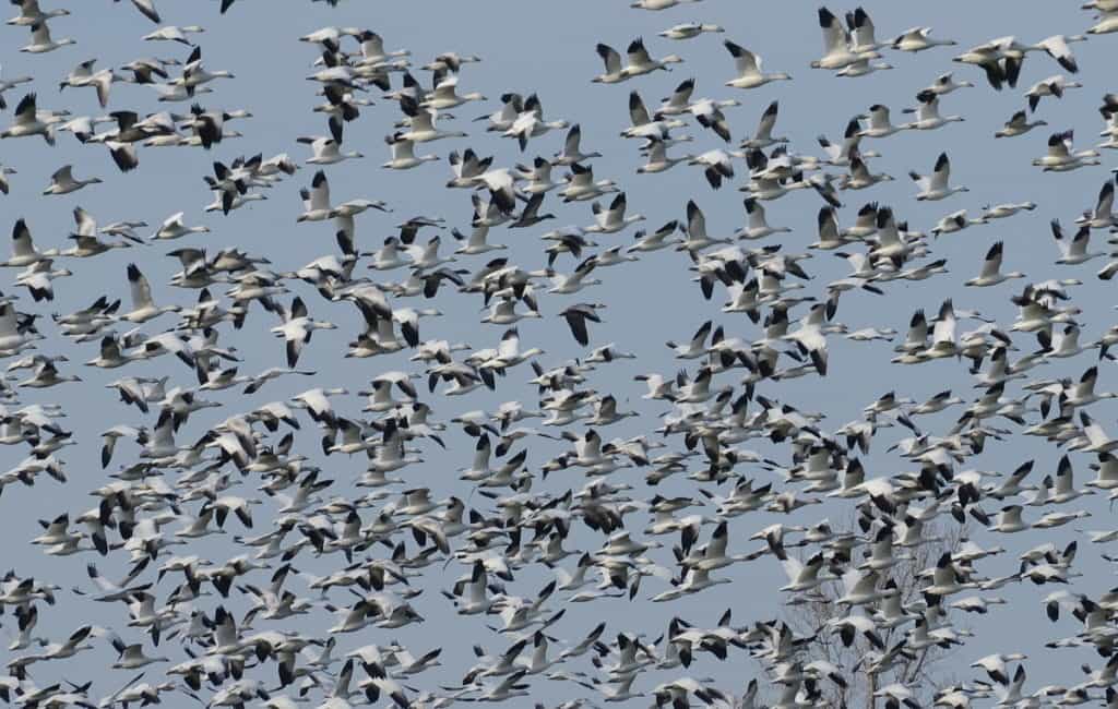 greater snow geese near casselman, ontario, canada