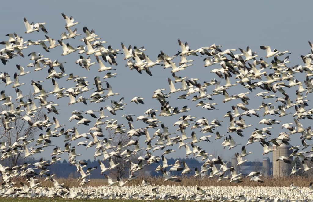 a flock of greater snow geese take to the air in ontario, canada