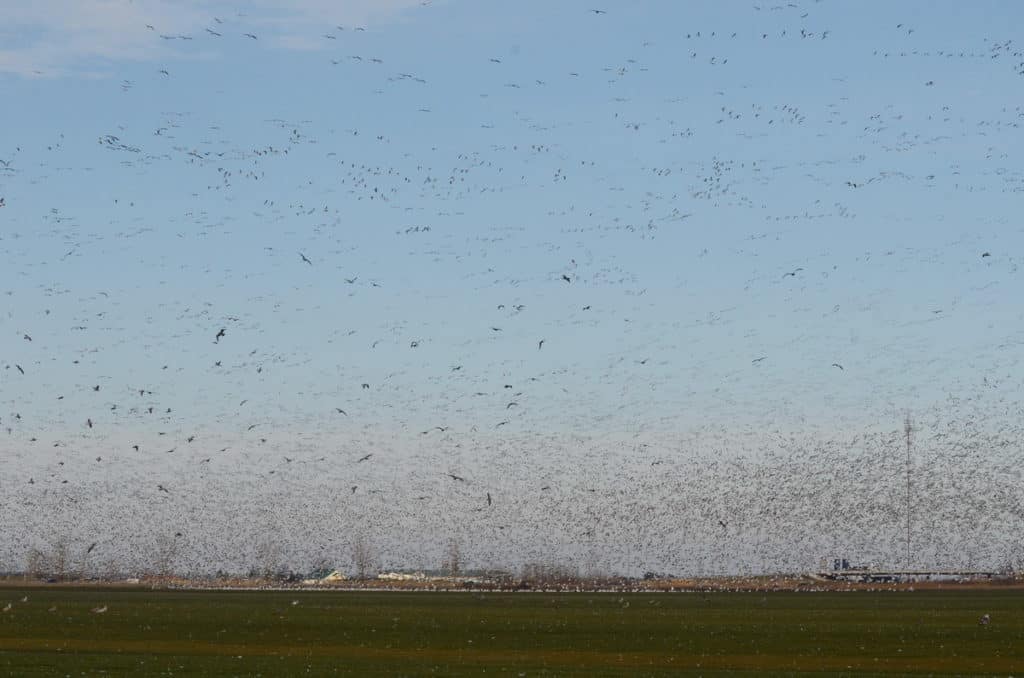 a flock of snow geese in ontario, canada
