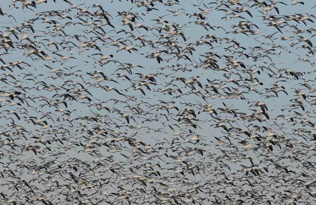 a flock of airborne greater snow geese in ontario, canada