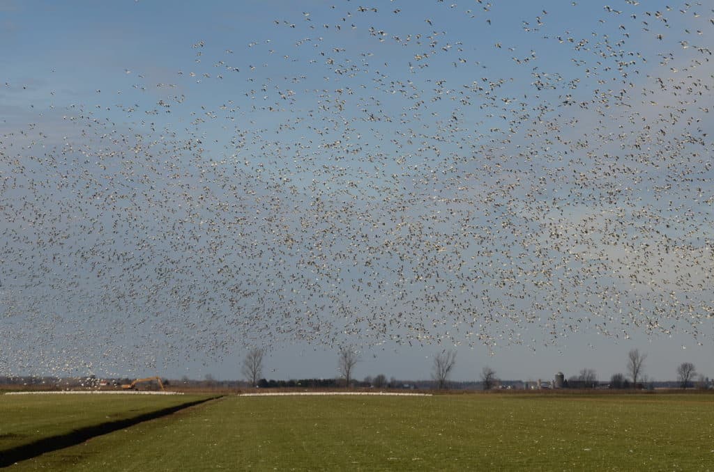 a flock of snow geese in ontario, canada
