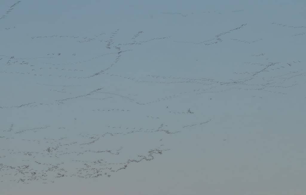 Greater Snow Geese flock together in the sky in Eastern Ontario, Canada