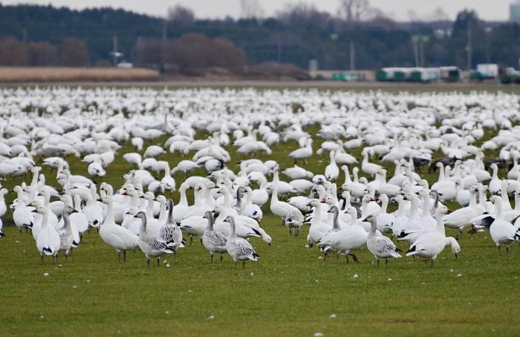 juvenile greater snow geese in ontario, canada