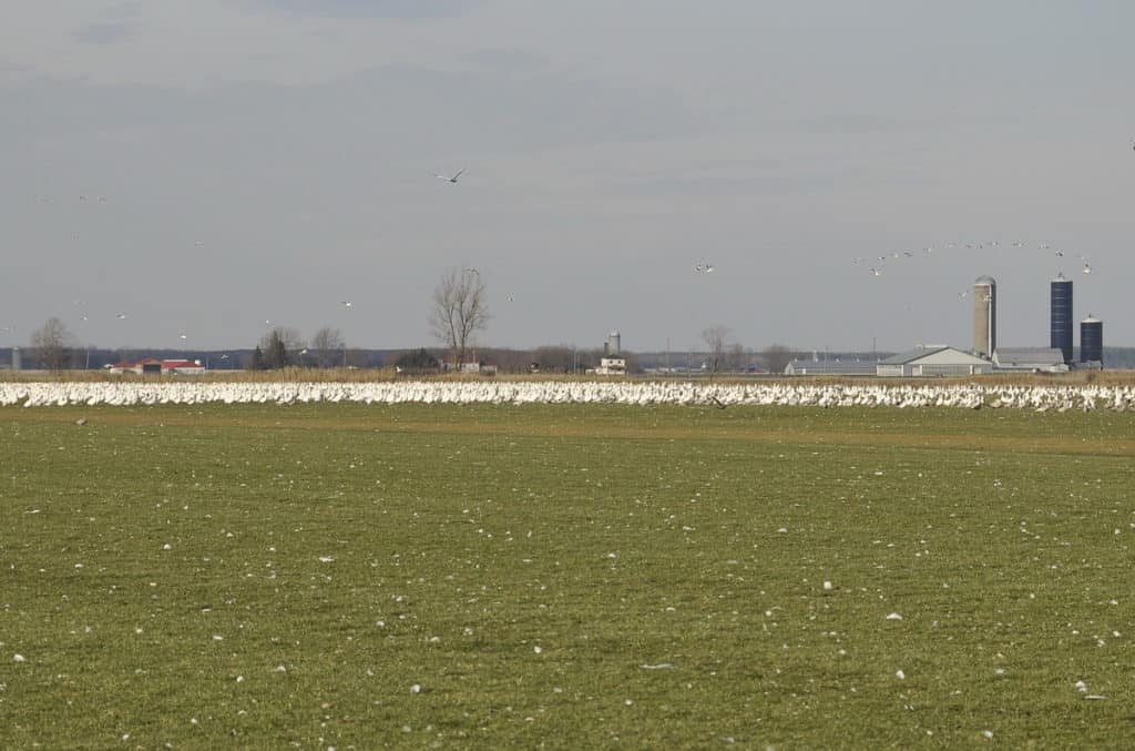 a flock of greater snow geese in ontario, canada