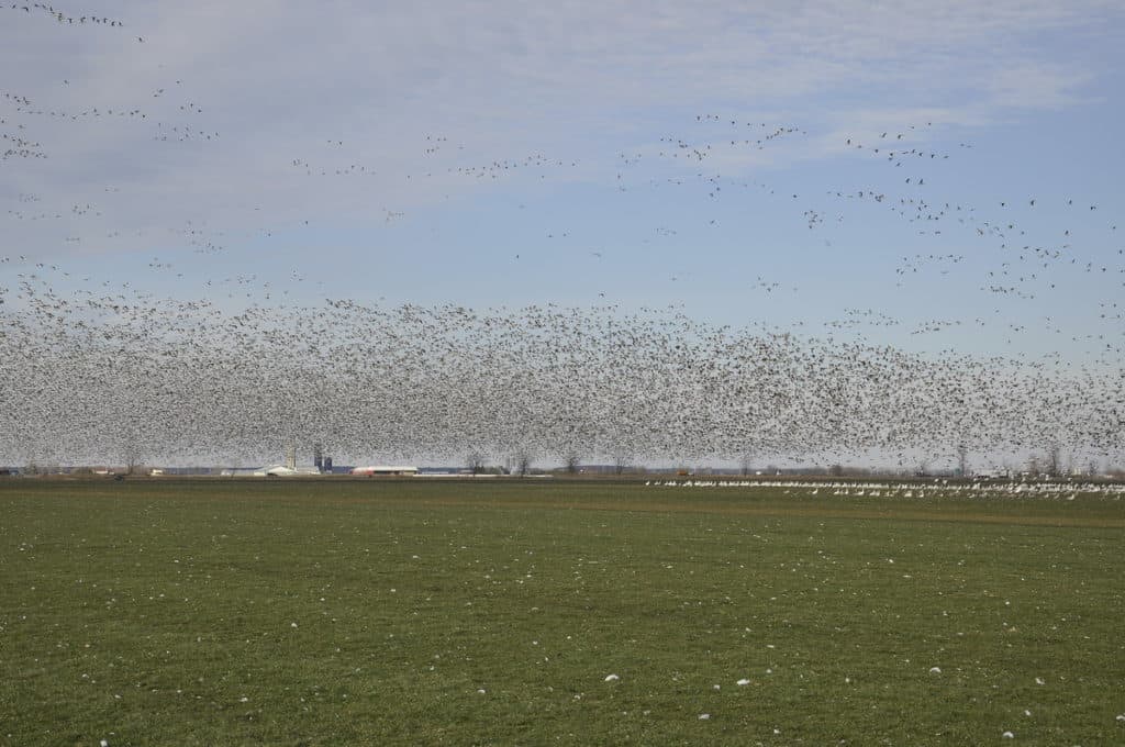 a flock of snow geese flying in ontario, canada