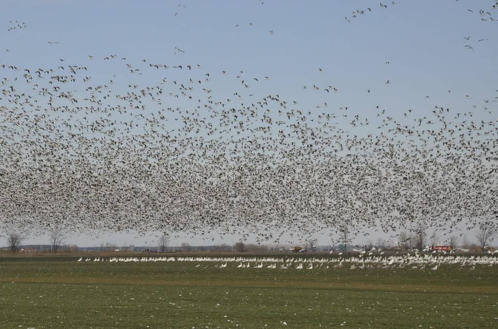 a flock of snow geese flying in ontario, canada
