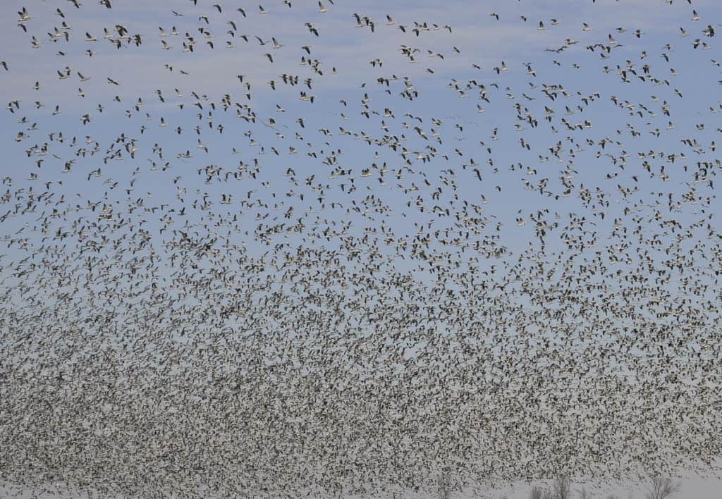 a flock of snow geese flying in ontario, canada