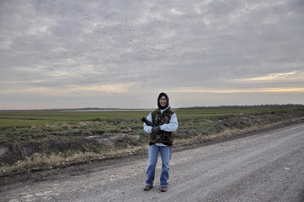 a field of greater snow geese in ontario, canada