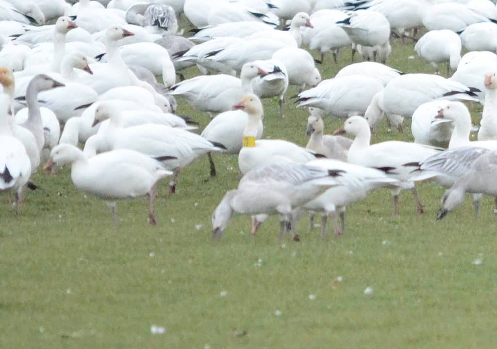 Thousands of Greater Snow Geese migrating in fall through Ontario