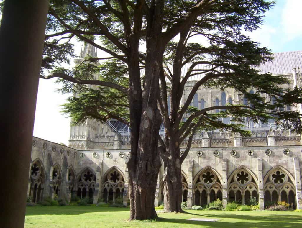 Image of the trees growing inside the cloister garden at Salisbury Cathedral in England.