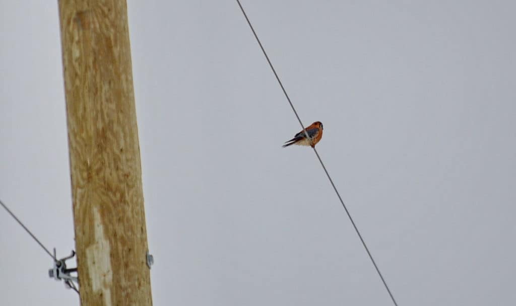 an american kestrel in kawartha lakes region of ontario