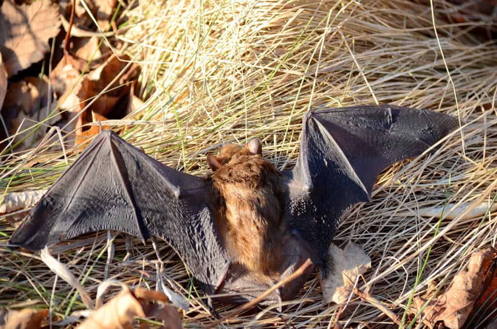 a Big Brown Bat in a park in Toronto, Ontario in Canada 