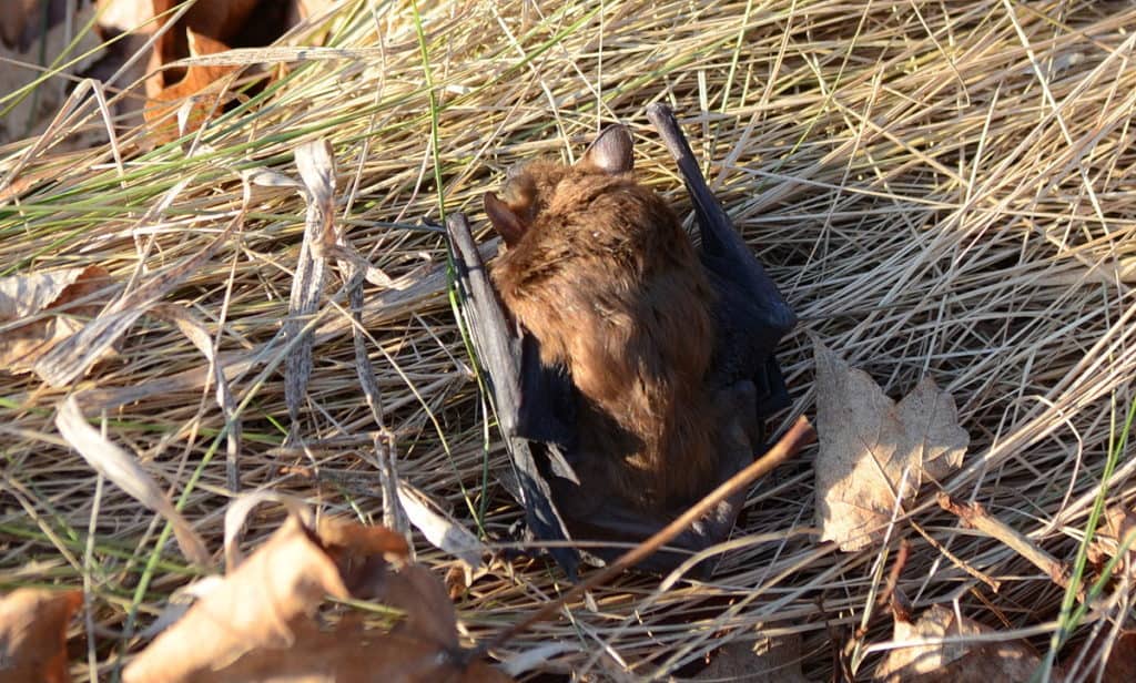 a Big Brown Bat in a park in Toronto, Ontario in Canada 