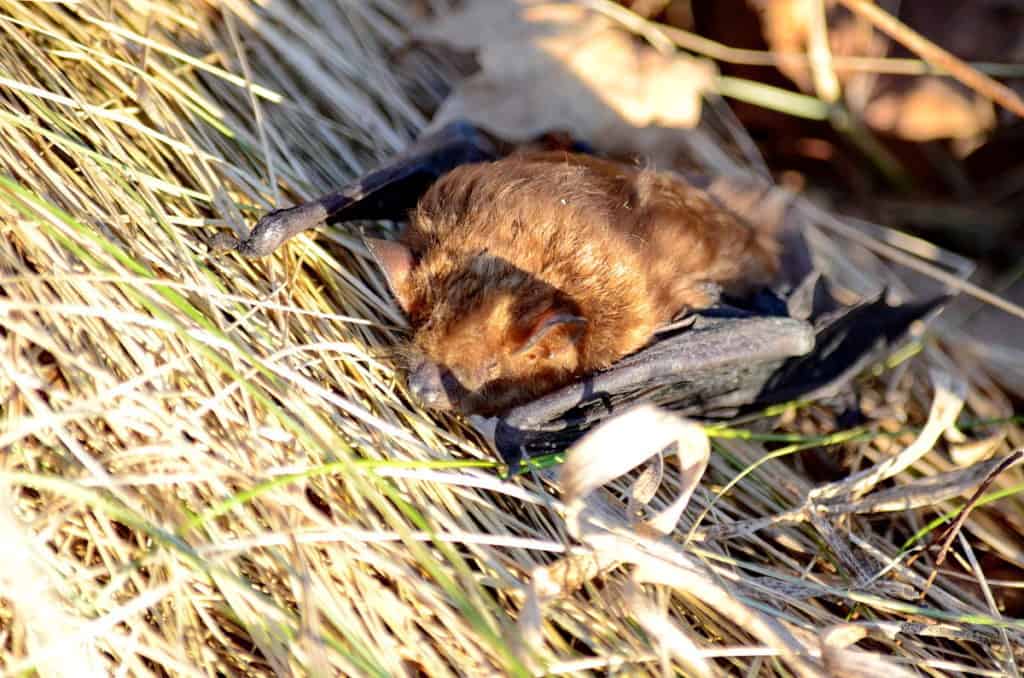 a Big Brown Bat in a park in Toronto, Ontario in Canada 