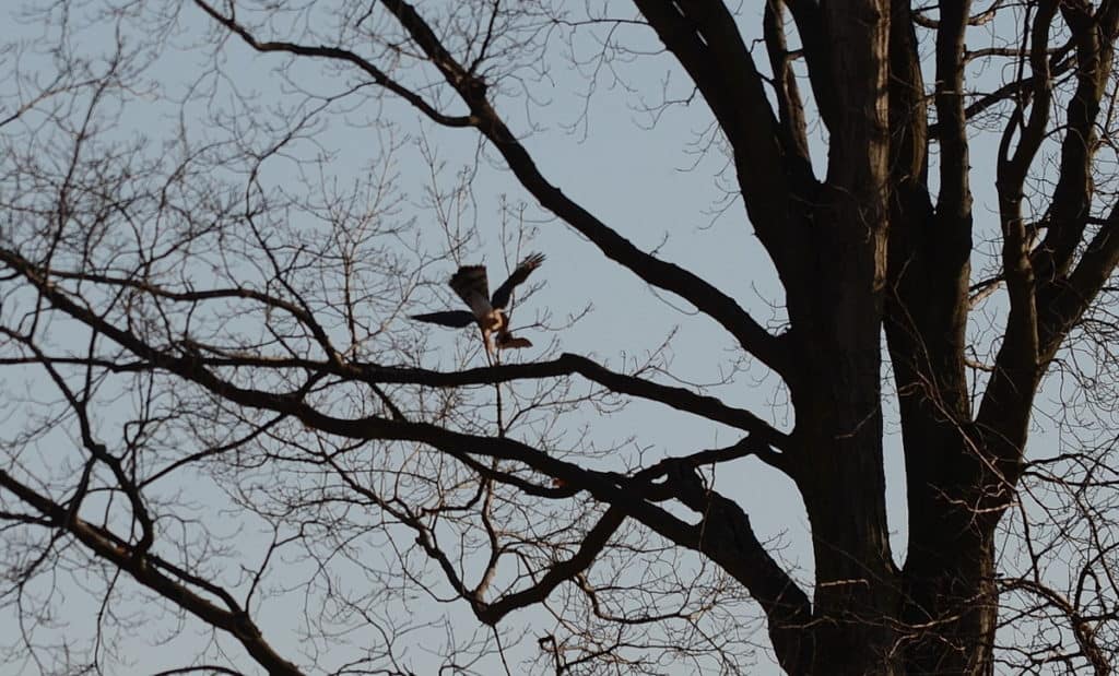 a cooper's hawk carrying a big brown bat in a north Toronto park, ontario, canada 