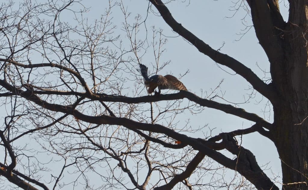 a cooper's hawk struggling with a big brown bat in a north Toronto park, ontario, canada 