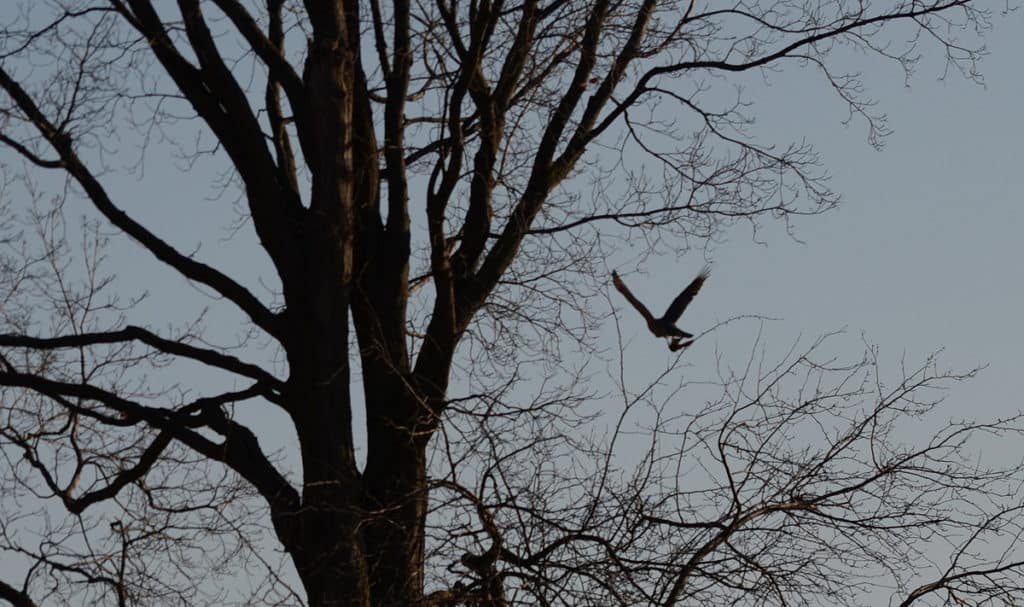 a cooper's hawk carrying a bat in north Toronto park, ontario, canada 