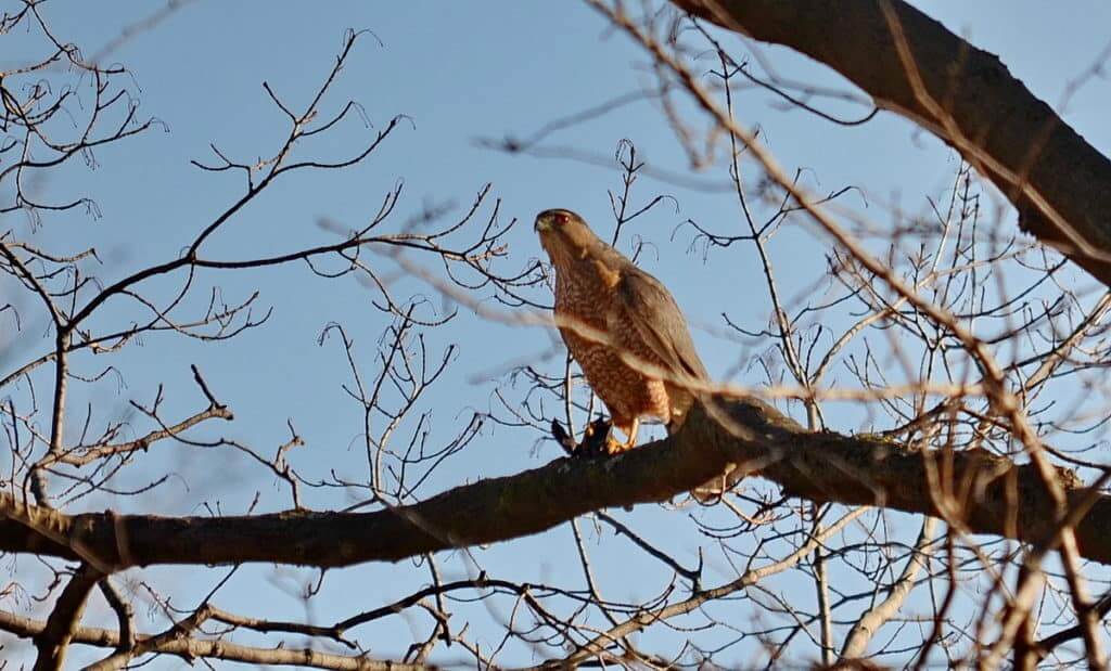 a cooper's hawk grasping a big brown bat in a north Toronto park, ontario, canada 