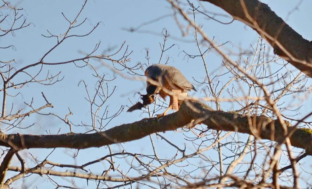 a cooper's hawk grasping a big brown bat in a north Toronto park, ontario, canada 